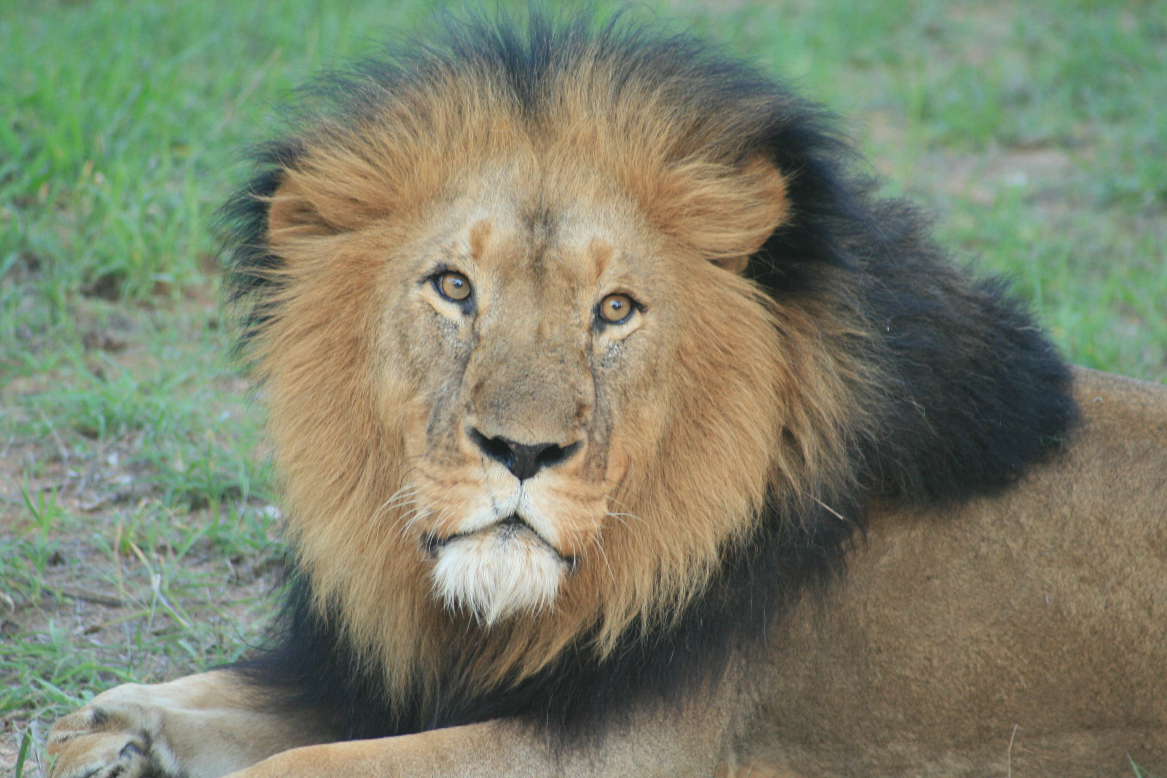 2012-11-Südafrika_219 2.jpg